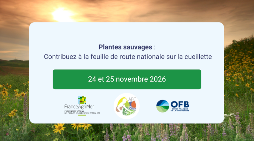 Plantes sauvages : contribuez à la feuille de route nationale sur la cueillette 